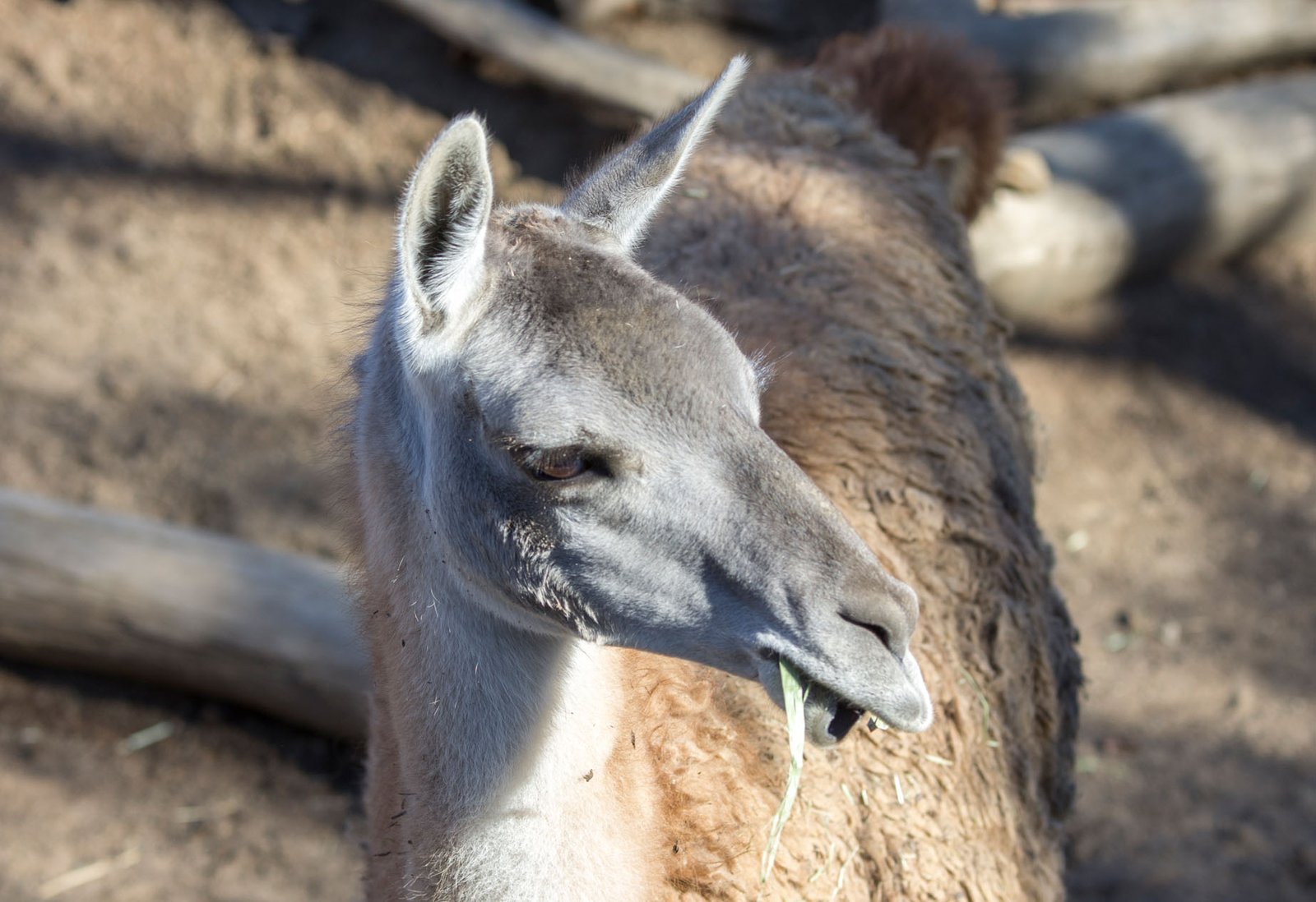 San Diego Zoo Part I 056
